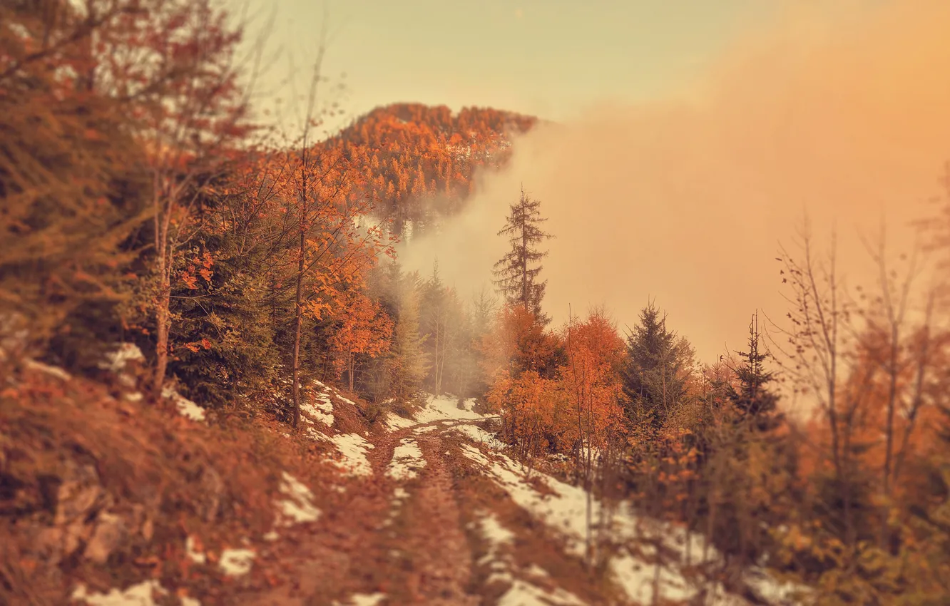 Photo wallpaper forest, trees, landscape, nature, autumn, view, scenery