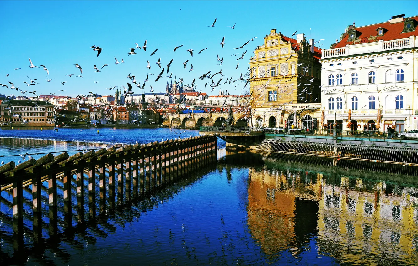 Photo wallpaper birds, river, home, Prague, Czech Republic, Vltava