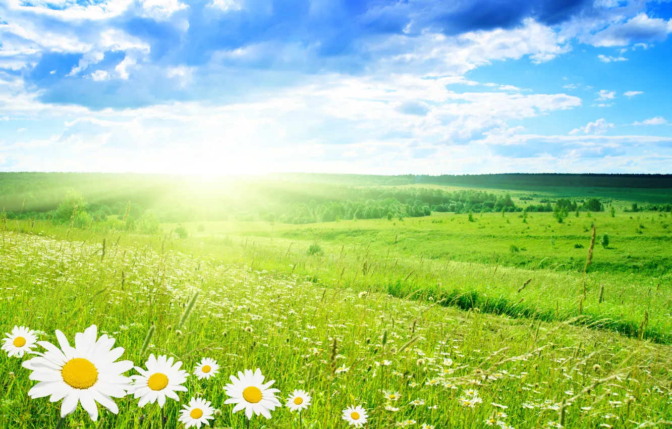 Photo wallpaper greens, summer, nature, view, chamomile, beautiful, well, purity...