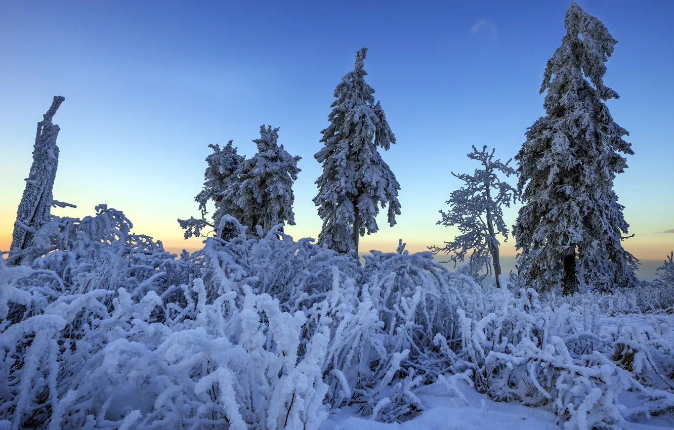 Photo wallpaper winter, snow, trees, landscape