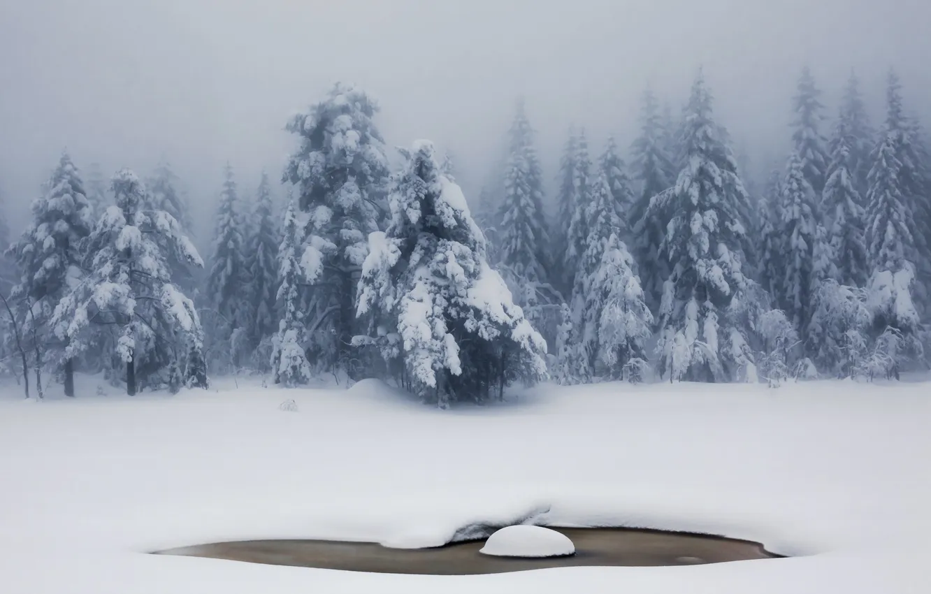 Photo wallpaper winter, snow, nature, fog