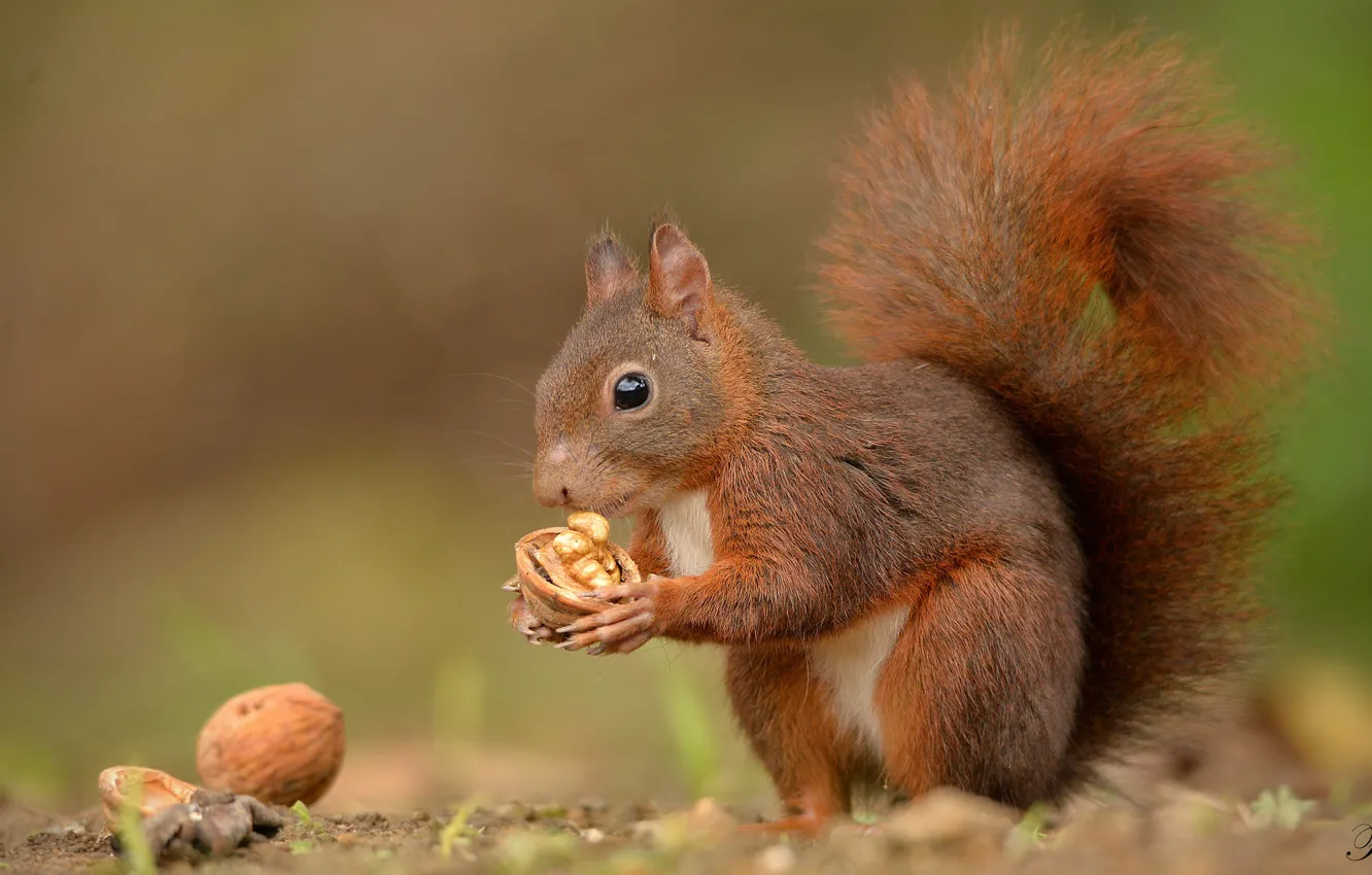 Photo wallpaper walnut, protein, tail, red