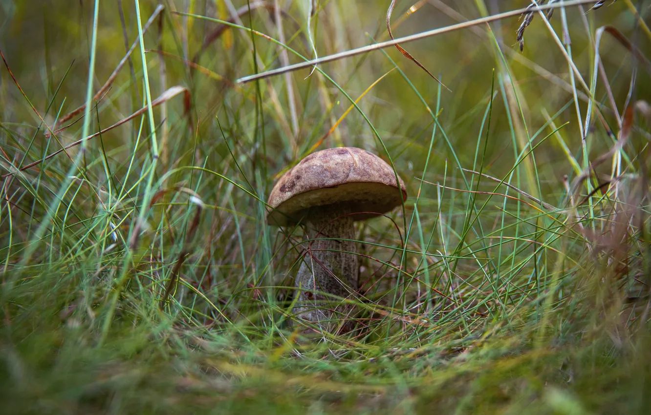 Photo wallpaper grass, glade, mushroom, white mushroom, bokeh