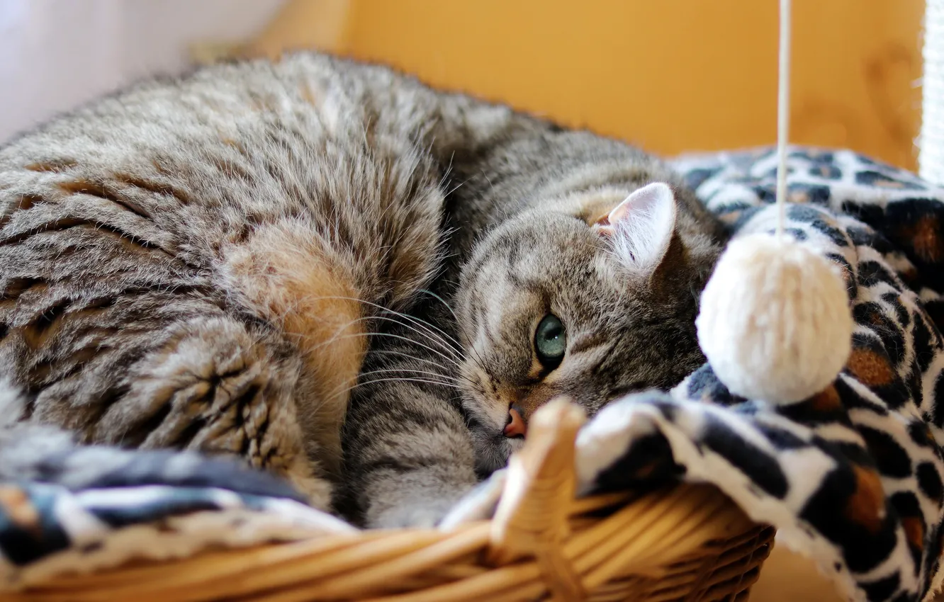 Photo wallpaper cat, cat, look, face, pose, grey, portrait, lies