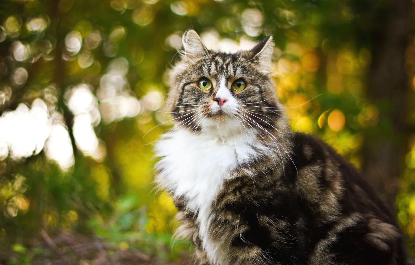 Photo wallpaper cat, cat, look, light, nature, fluffy, bokeh