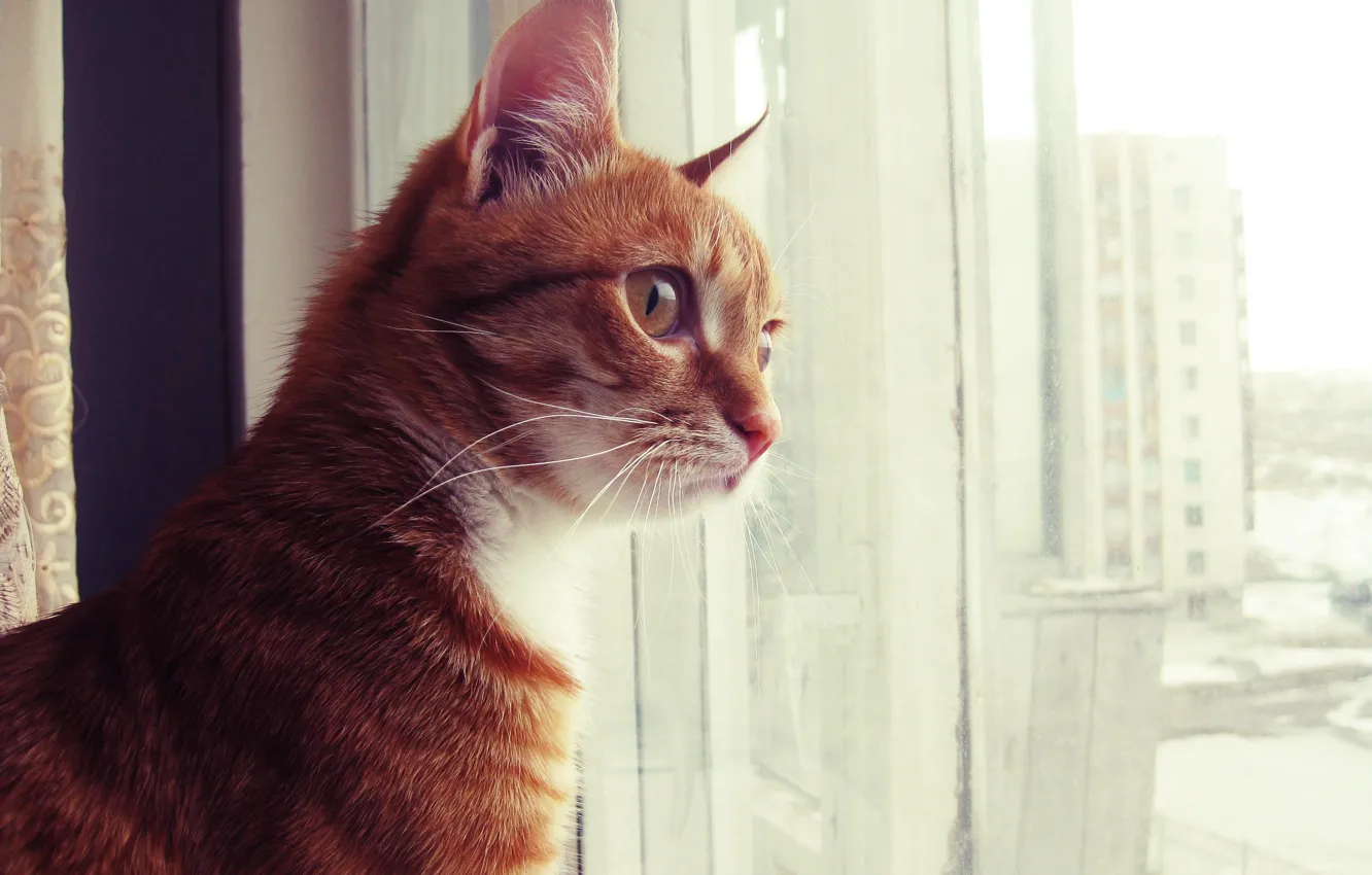 Photo wallpaper cat, red, looks, curious, the window