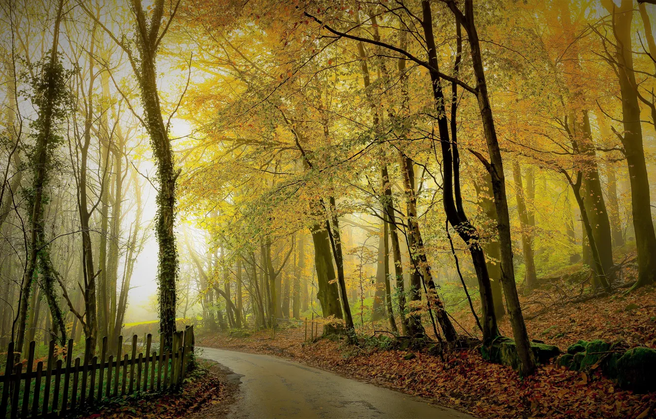 Photo wallpaper road, autumn, forest, light, trees, branches, fog, Park