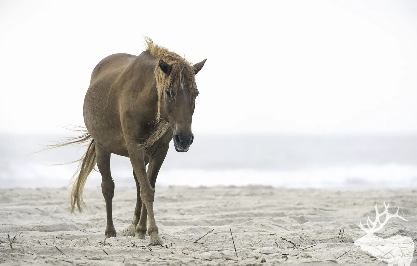 Photo wallpaper horse, large, mane, color