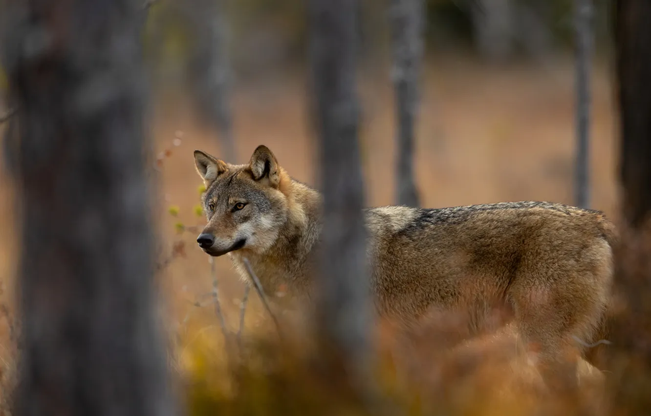 Photo wallpaper fantasy, Predator, nature, art, snow, face, animal, wolf