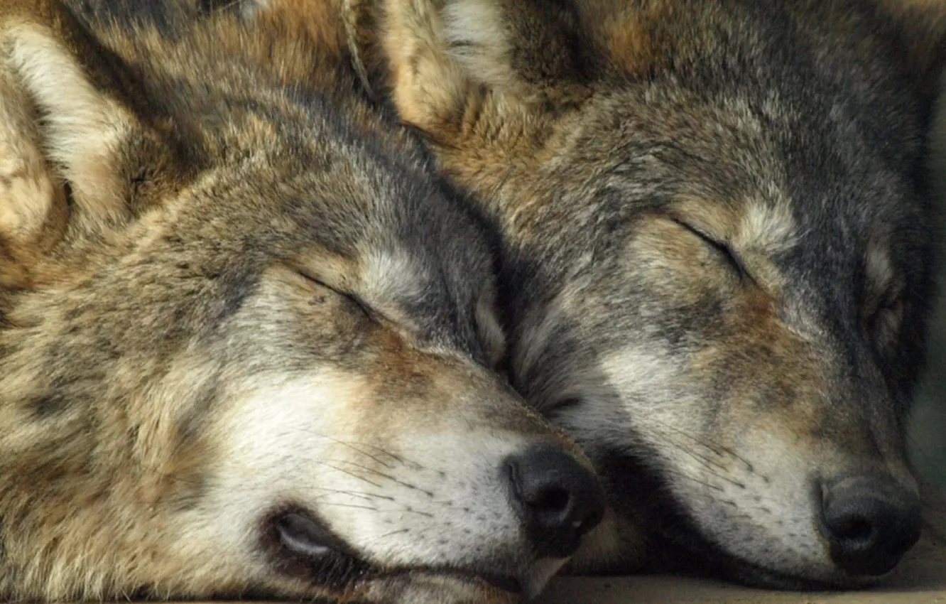 Photo wallpaper nature, snow, predator, face, animal, wolf, wildlife, portrait