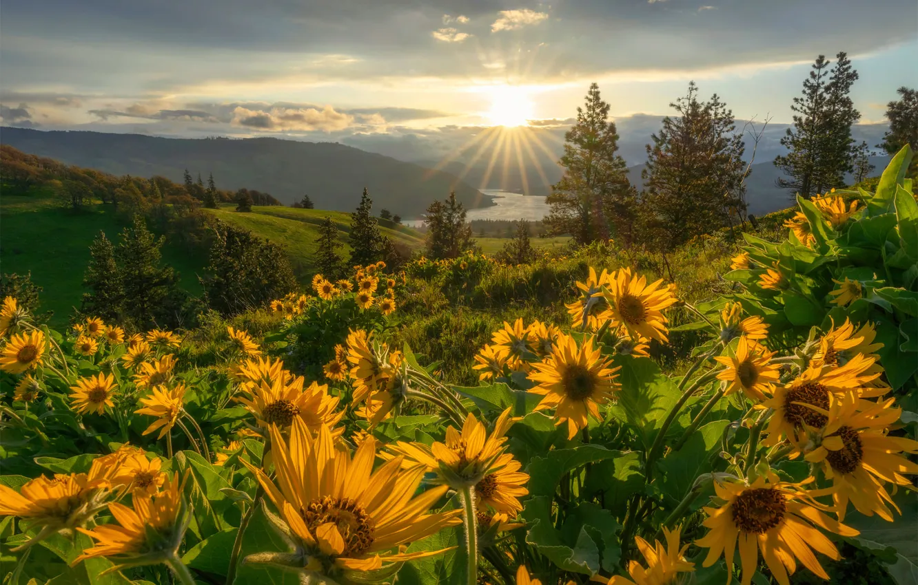 Photo wallpaper field, the sun, rays, trees, flowers, mountains, dawn, dal
