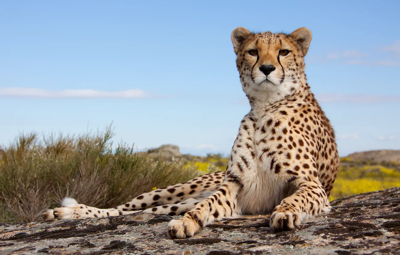 Photo wallpaper Cheetah, pose, feline
