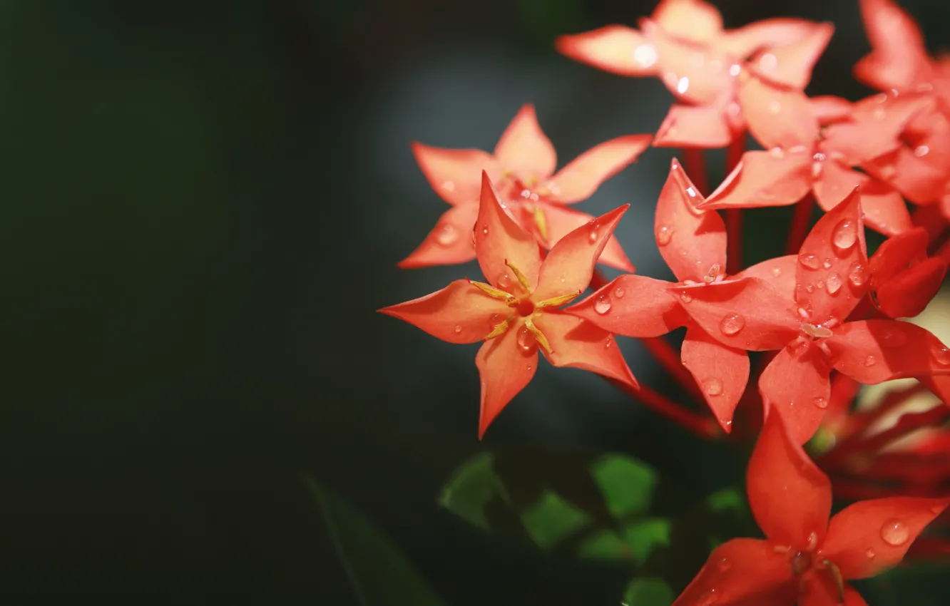 Photo wallpaper macro, flowers, plant, flower, close-up, flowers, macro, flora