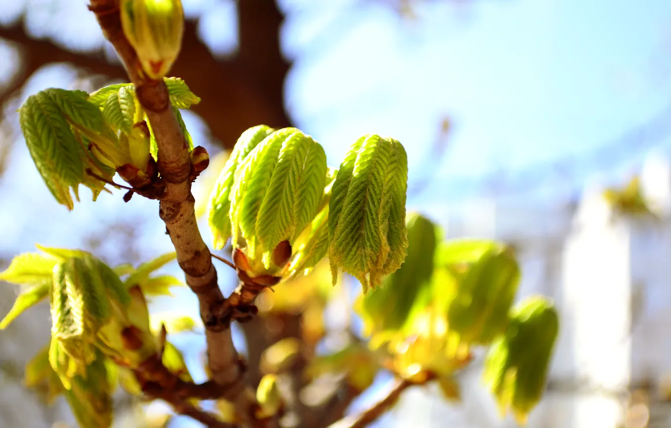 Photo wallpaper greens, leaves, the sun, trees, nature, heat, spring, chestnuts