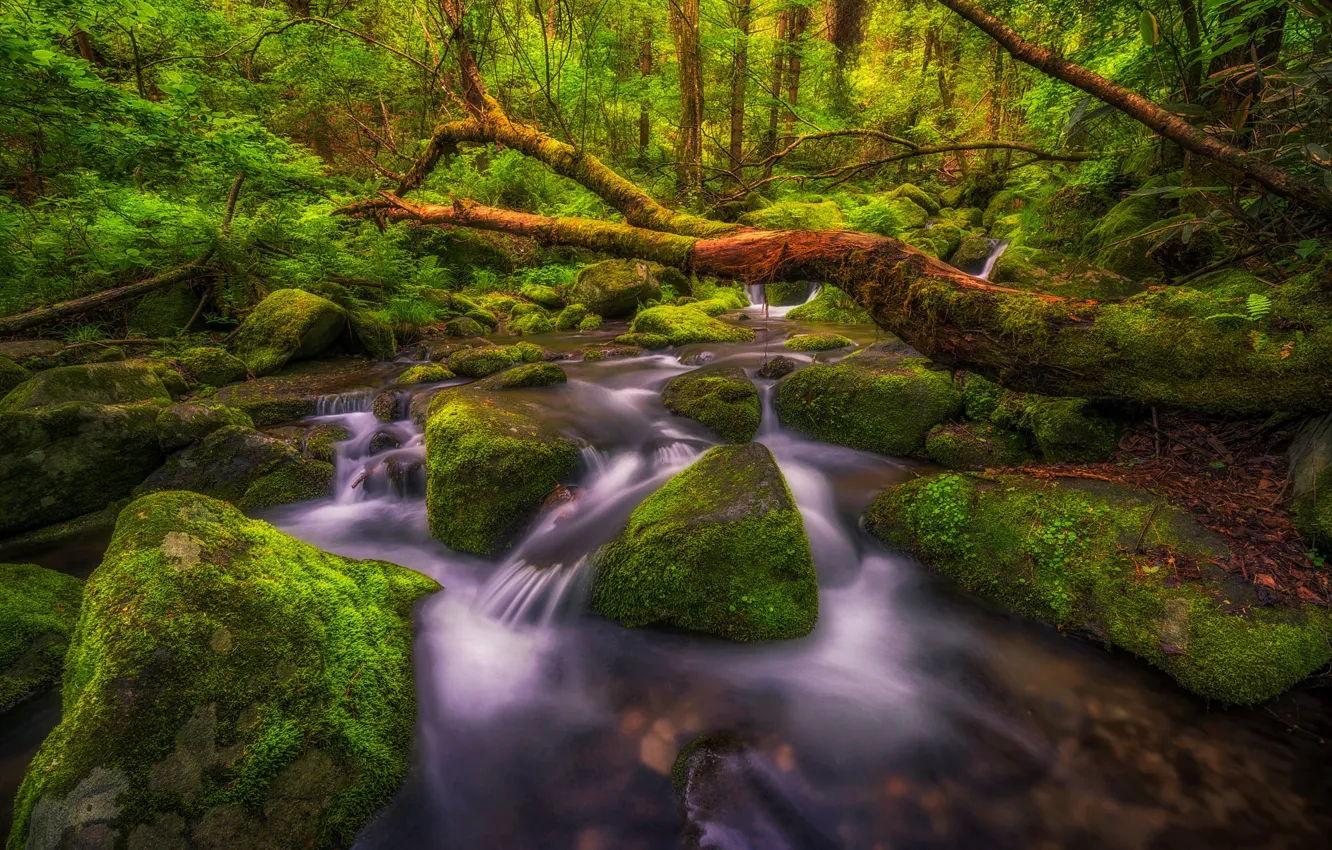 Photo wallpaper forest, landscape, nature, stream, stones, waterfall