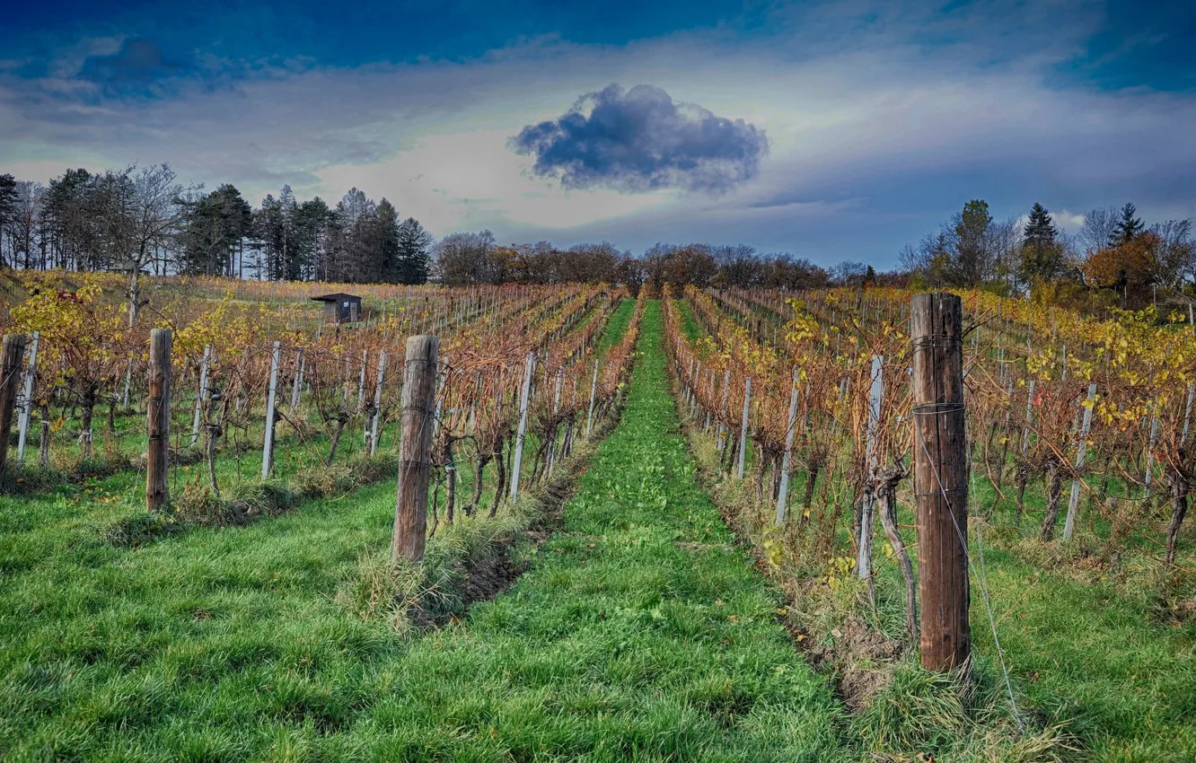 Photo wallpaper field, nature, garden, vineyard