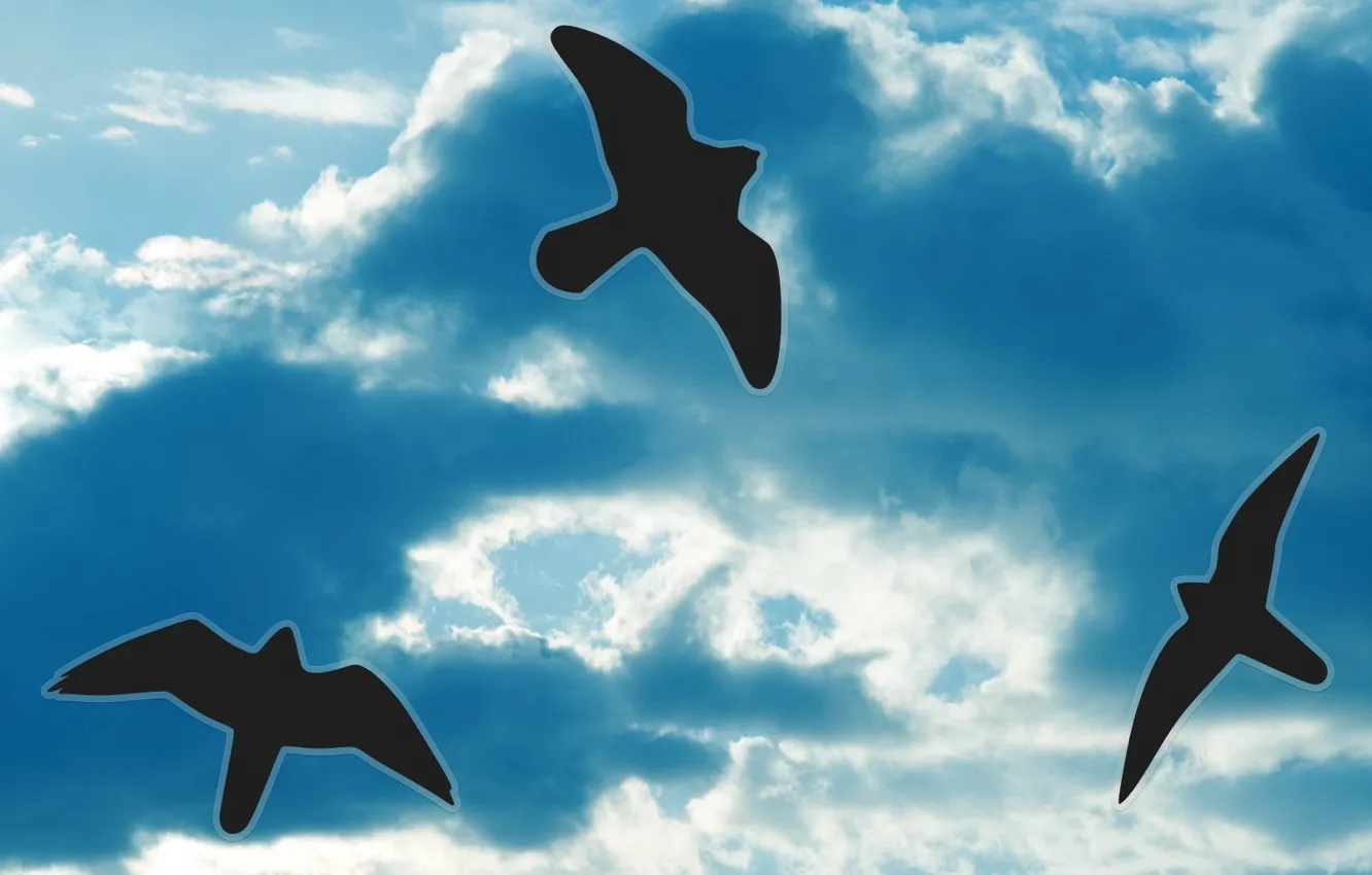 Photo wallpaper the sky, contour, Birds