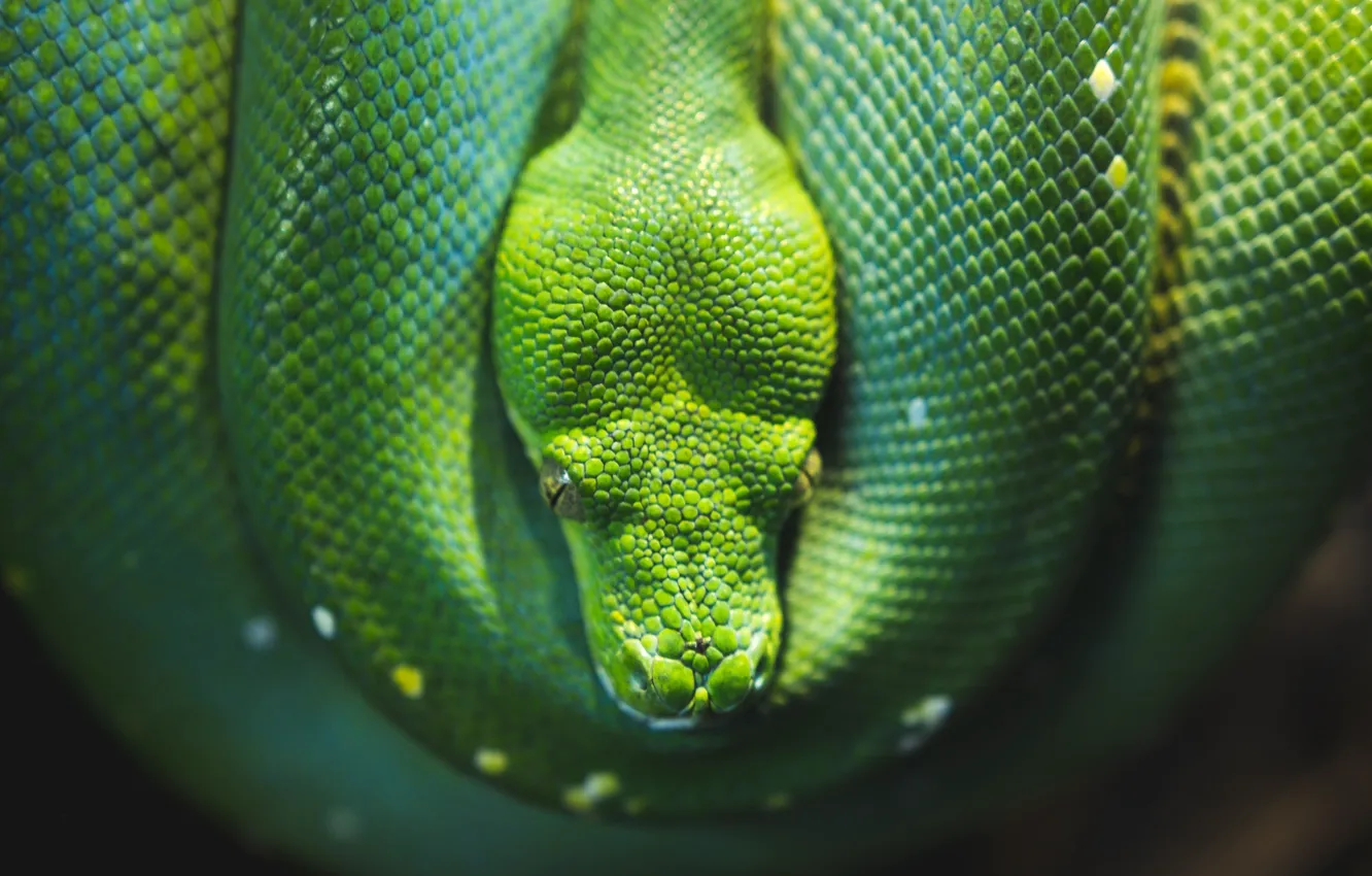 Photo wallpaper Snake, Python, Snake, Python, Reptile, Wildlife