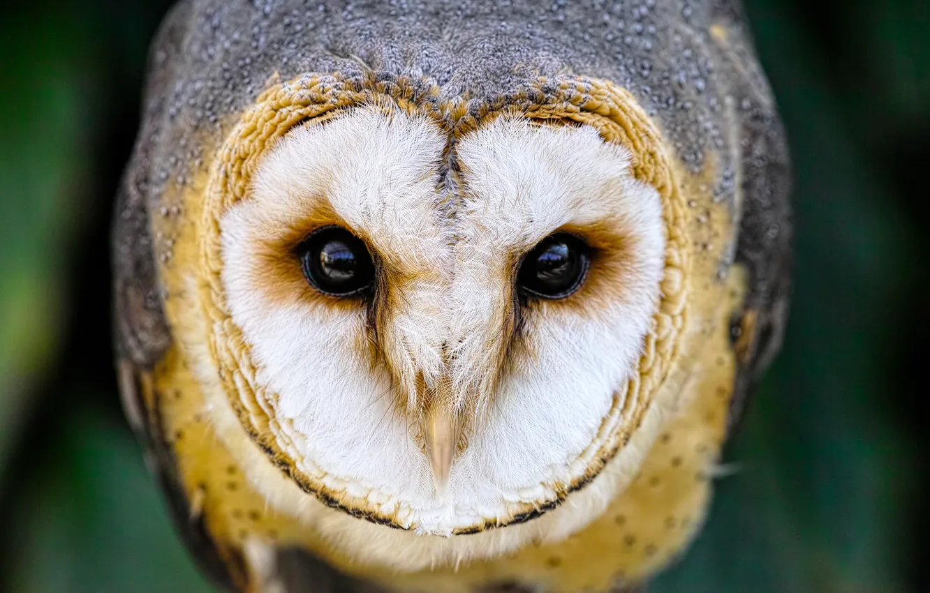 Photo wallpaper eyes, owl, bird, beak