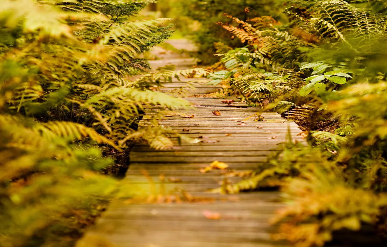 Photo wallpaper grass, plant, trail
