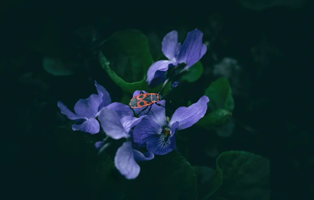 Photo wallpaper macro, flowers, beetle