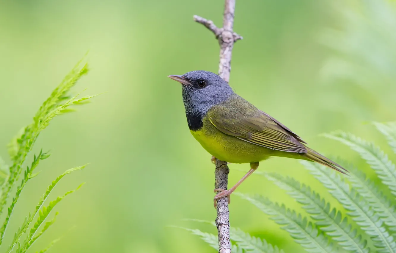 Photo wallpaper branches, bird, baby
