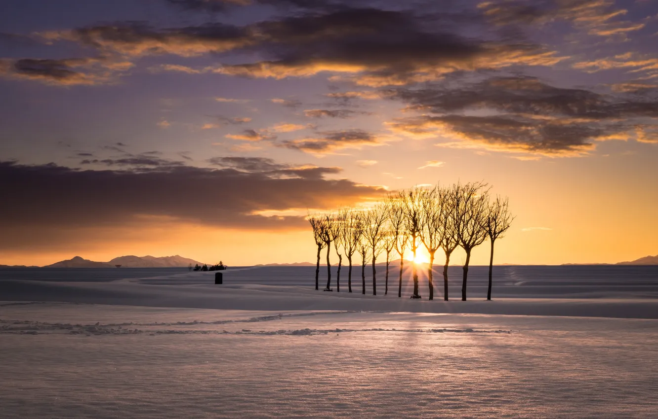 Photo wallpaper trees, winter, mountains, sunsrise