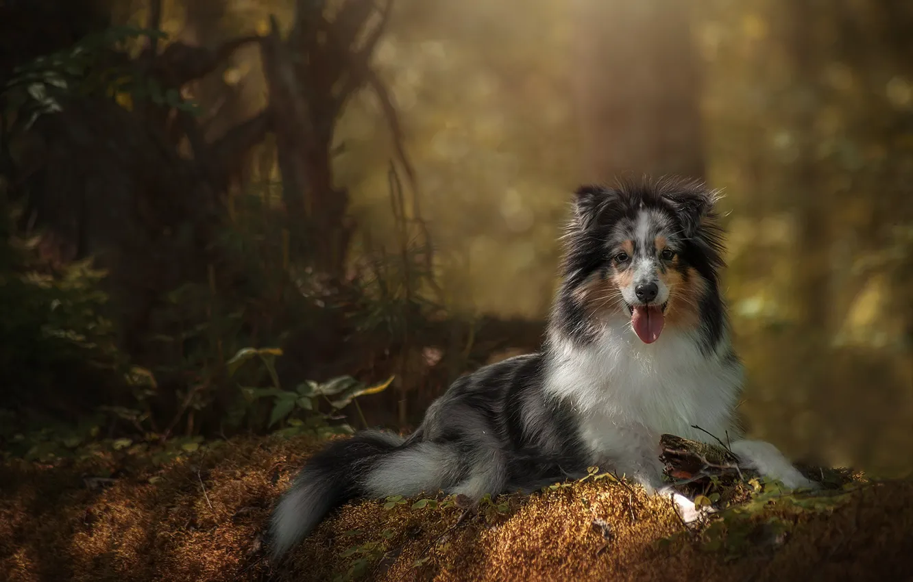 Photo wallpaper grass, trees, nature, animal, dog, dog, Aussie