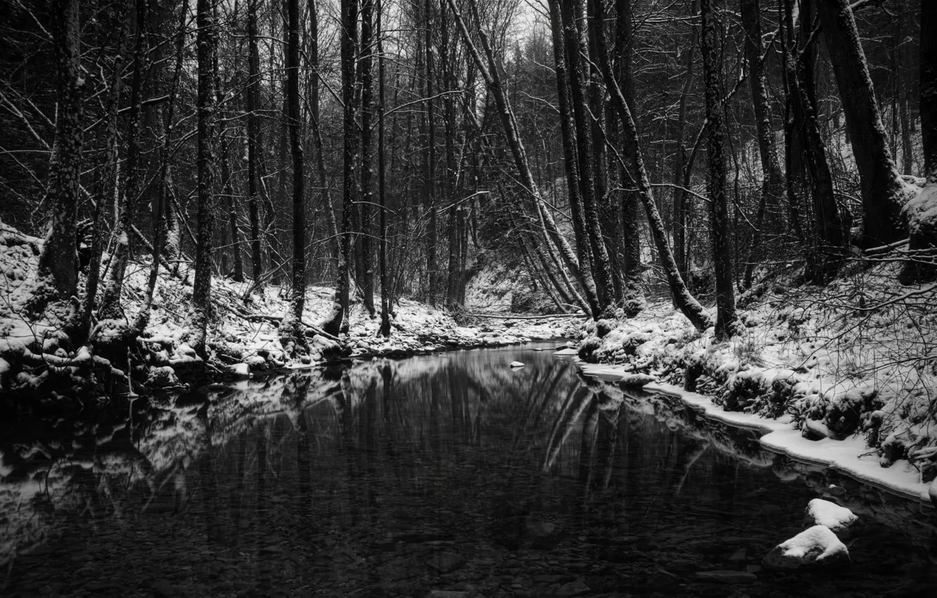 Photo wallpaper winter, forest, pond, black and white