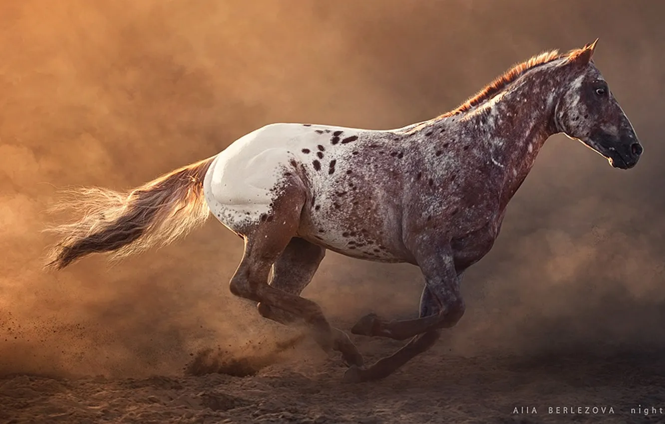 Photo wallpaper speed, horse, American, native, appaloose, nose pierces