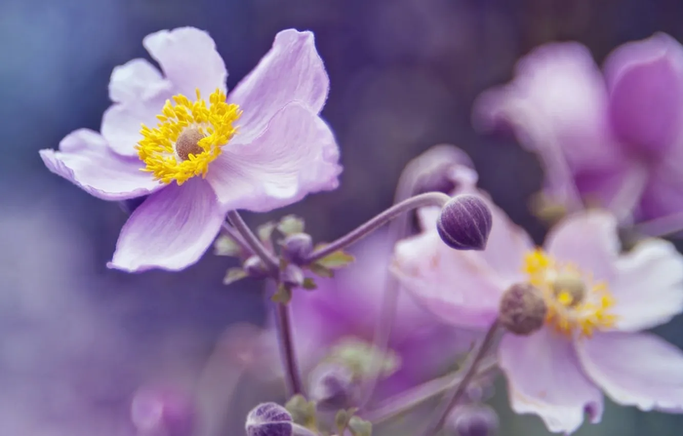 Photo wallpaper flowers, blur, lilac