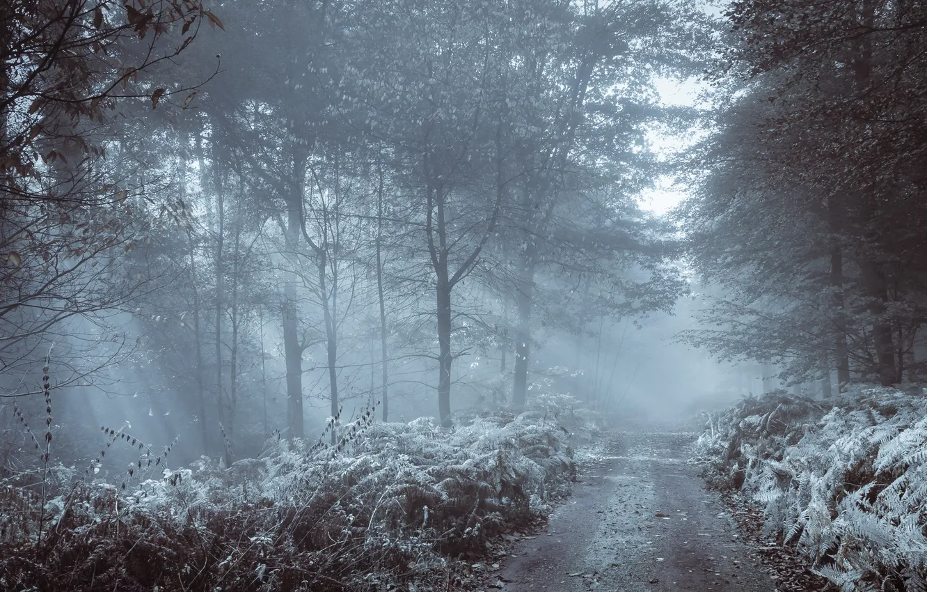 Photo wallpaper road, autumn, forest