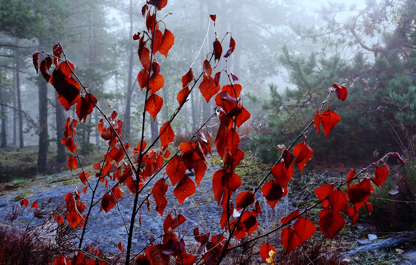 Photo wallpaper autumn, forest, leaves, trees, fog