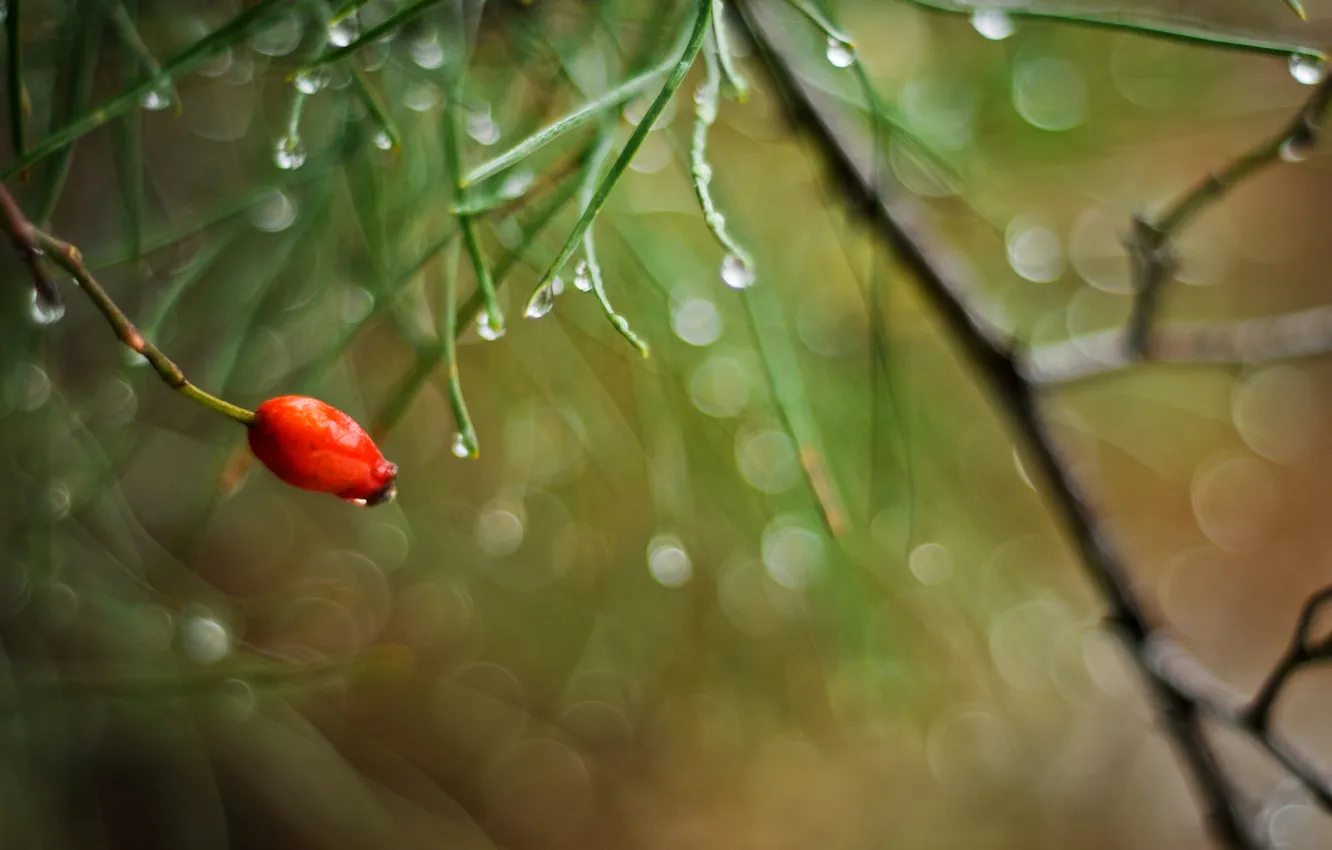 Photo wallpaper drops, macro, branches, glare, needle, briar, the bushes