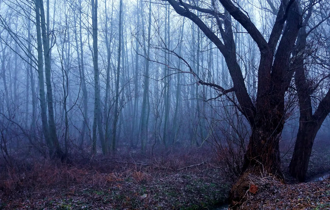 Photo wallpaper dark, forest, park, fog
