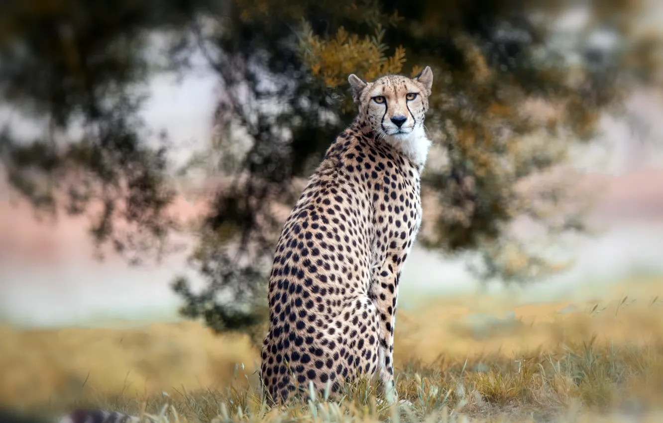 Photo wallpaper nature, background, Cheetah