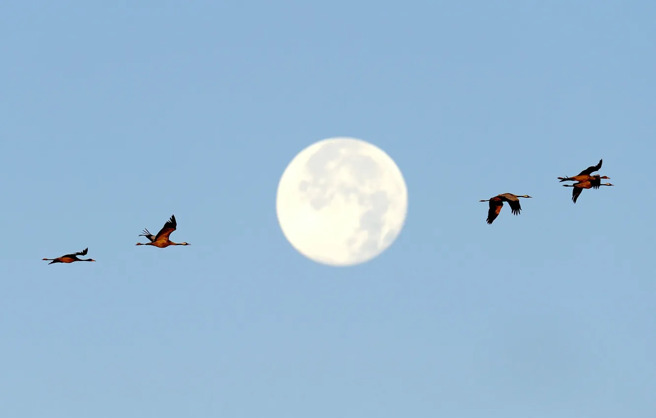 Photo wallpaper birds, Germany, The moon, the full moon, Mecklenburg-Vorpommern