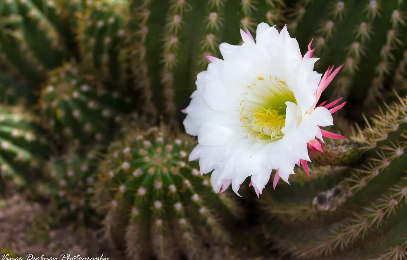 Photo wallpaper flowers, cactus, flowering