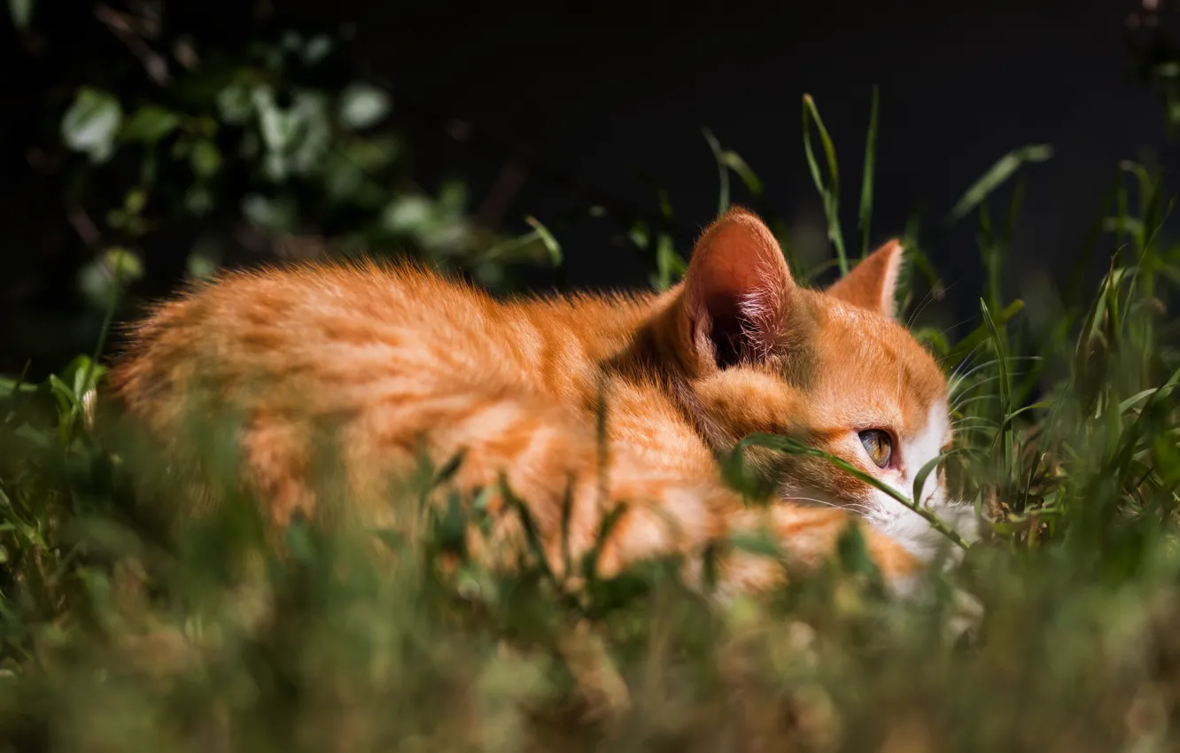Photo wallpaper cat, grass, look, light, kitty, red, lies, kitty