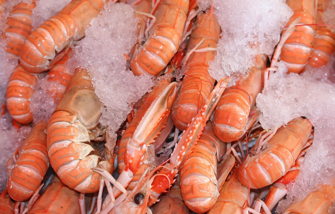 Photo wallpaper ice, shrimp, frozen