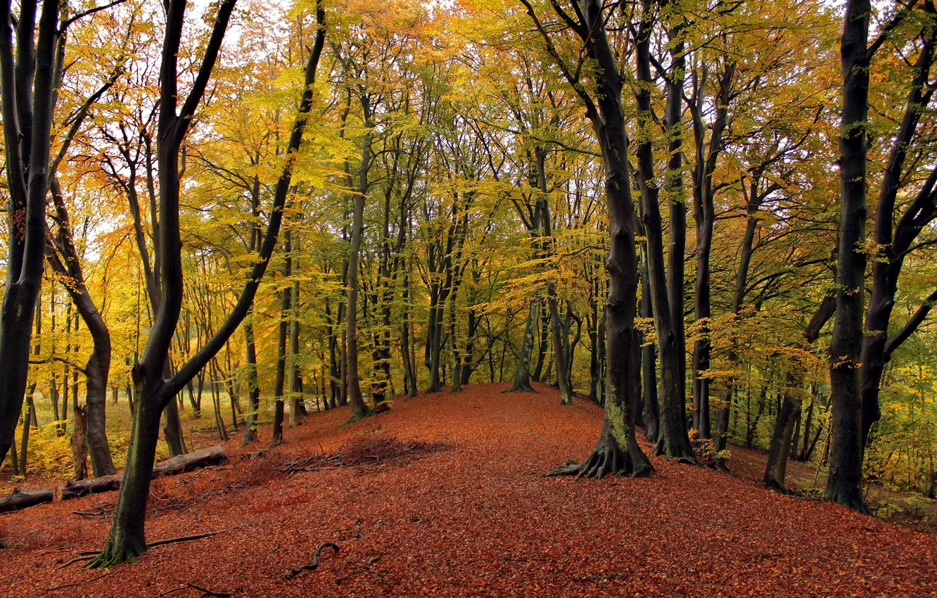 Photo wallpaper autumn, forest, leaves, trees