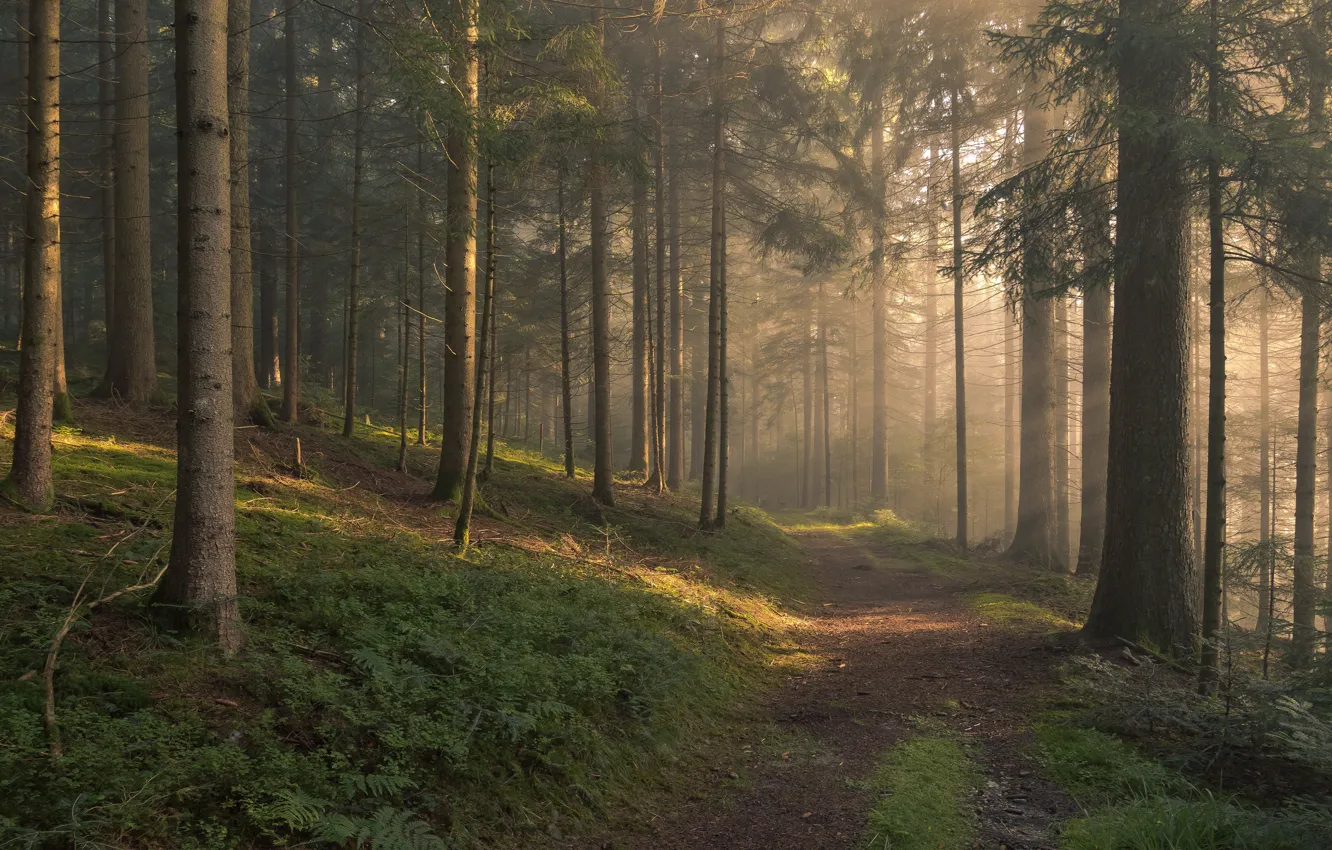 Photo wallpaper forest, summer, grass, the sun, rays, light, trees, branches