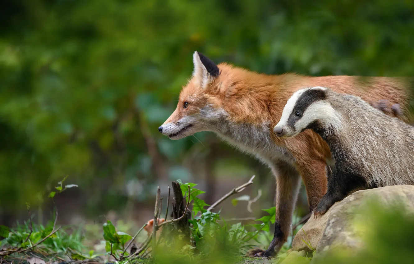 Photo wallpaper look, face, nature, Fox, pair, profile, Duo, badger