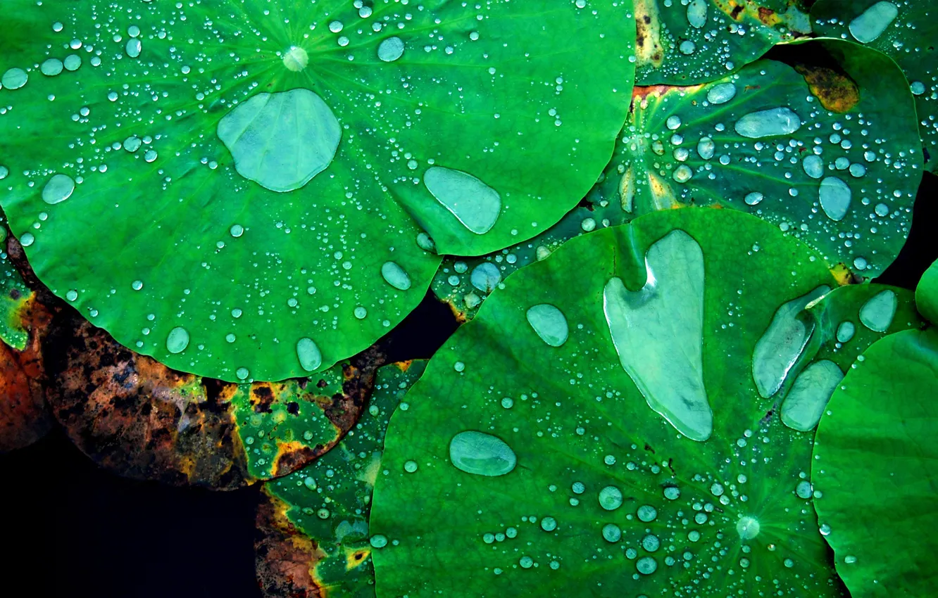 Photo wallpaper leaves, water, drops