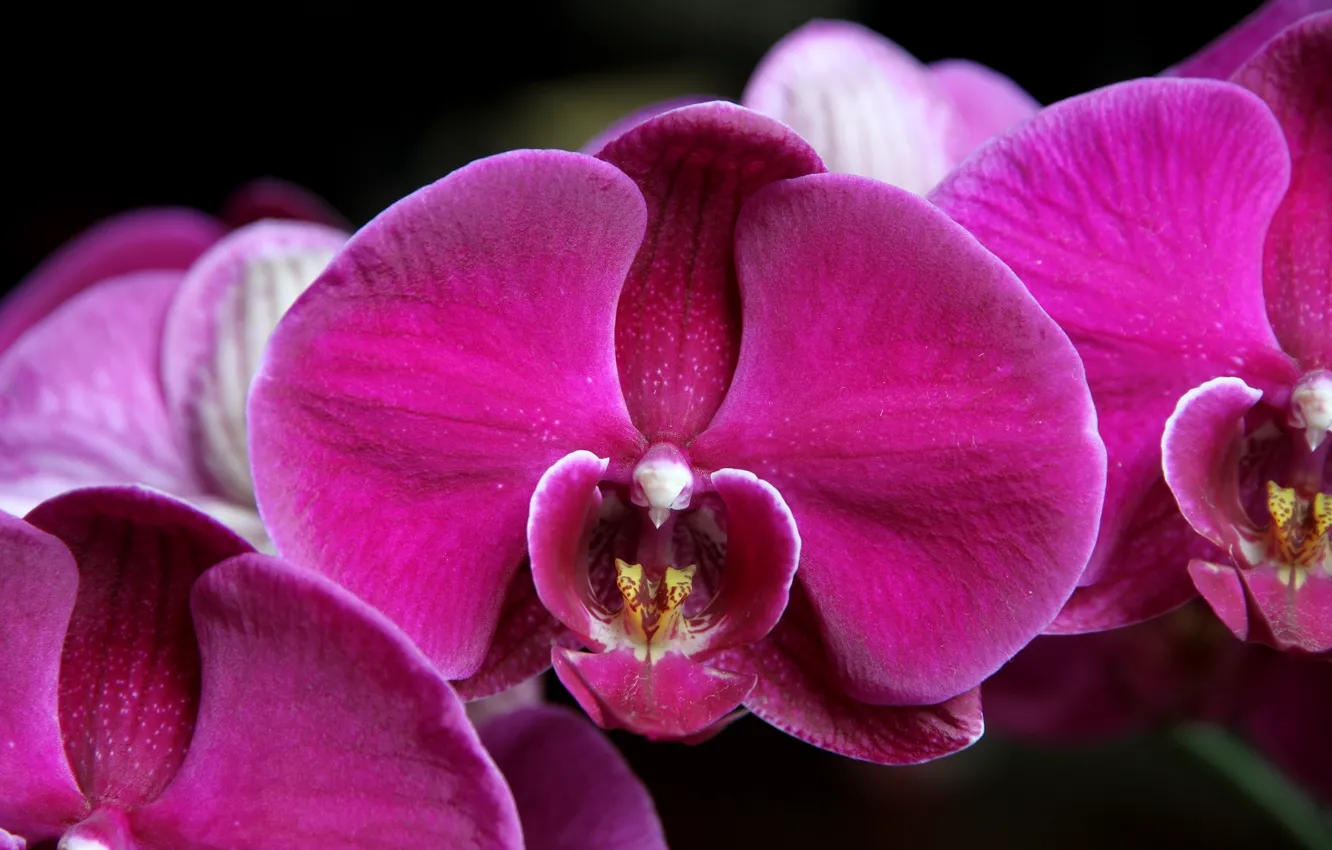 Photo wallpaper macro, petals, Orchid, raspberry