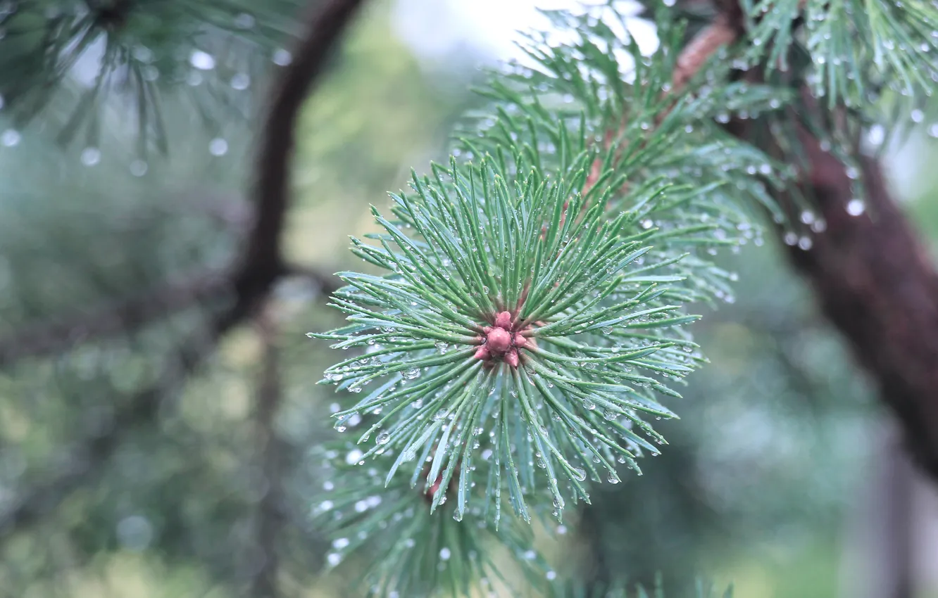 Photo wallpaper pine, spruce, twig