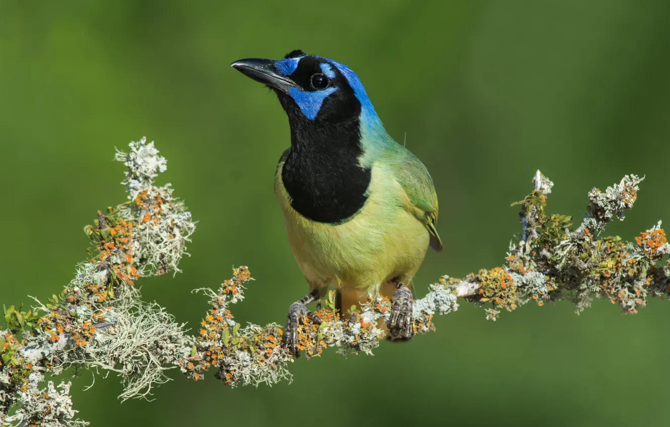 Photo wallpaper birds, branch, Jay, Peruvian multicolored Jay