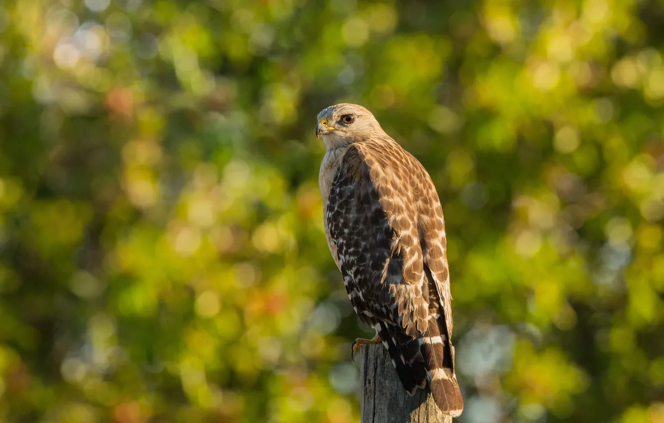 Photo wallpaper background, bird, post, Falcon, predatory, bokeh