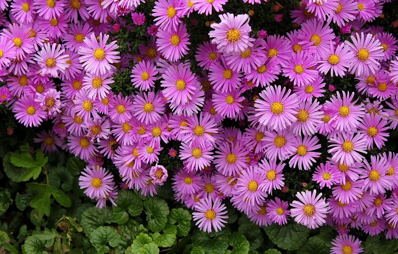 Photo wallpaper flowers, pink, a lot, asters