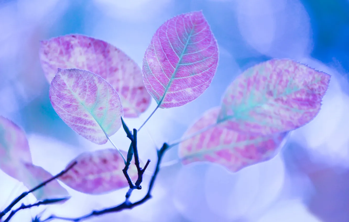 Photo wallpaper autumn, leaves, color, macro, light, glare, treatment, branch